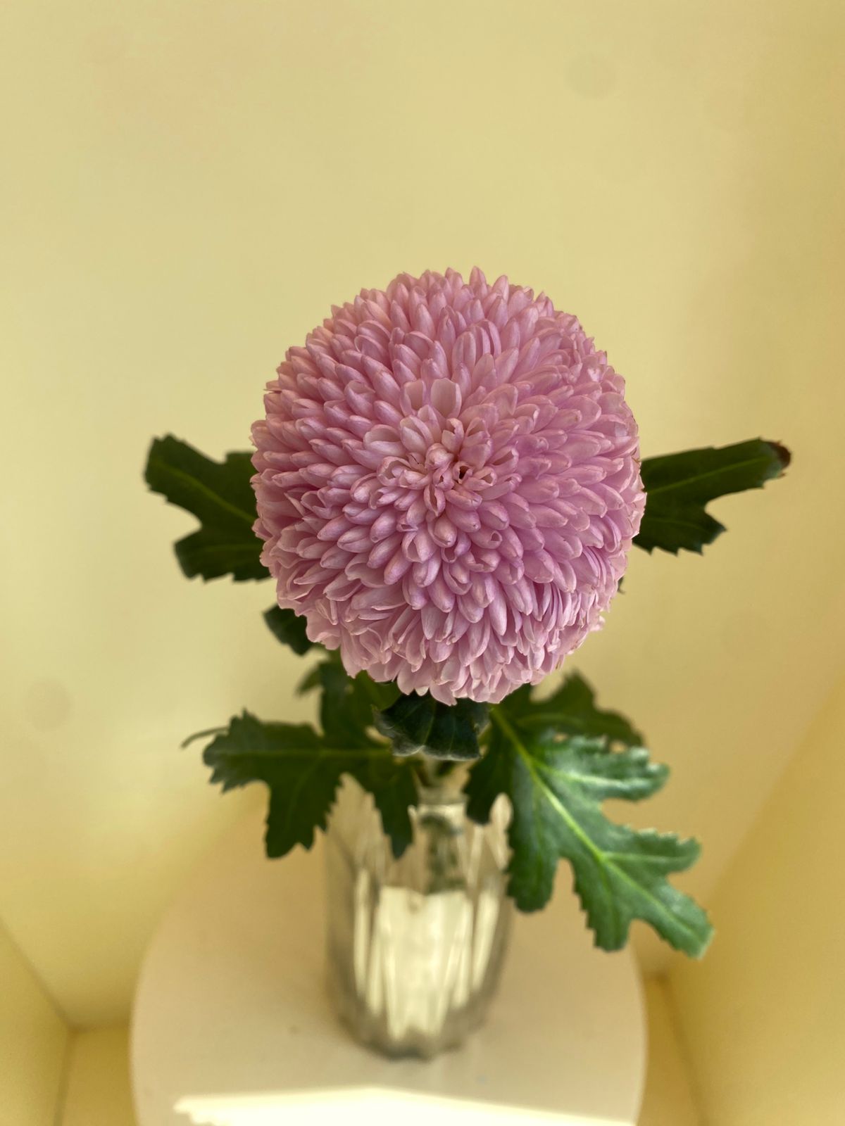 Chrysanthemum Ping Pong