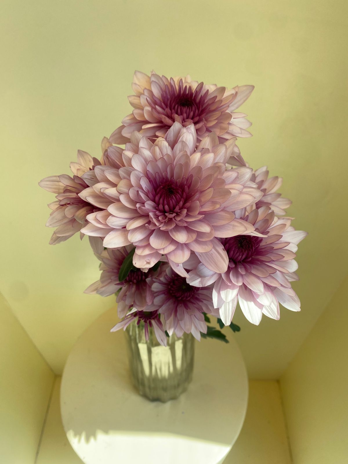 Chrysanthemum Podolsk