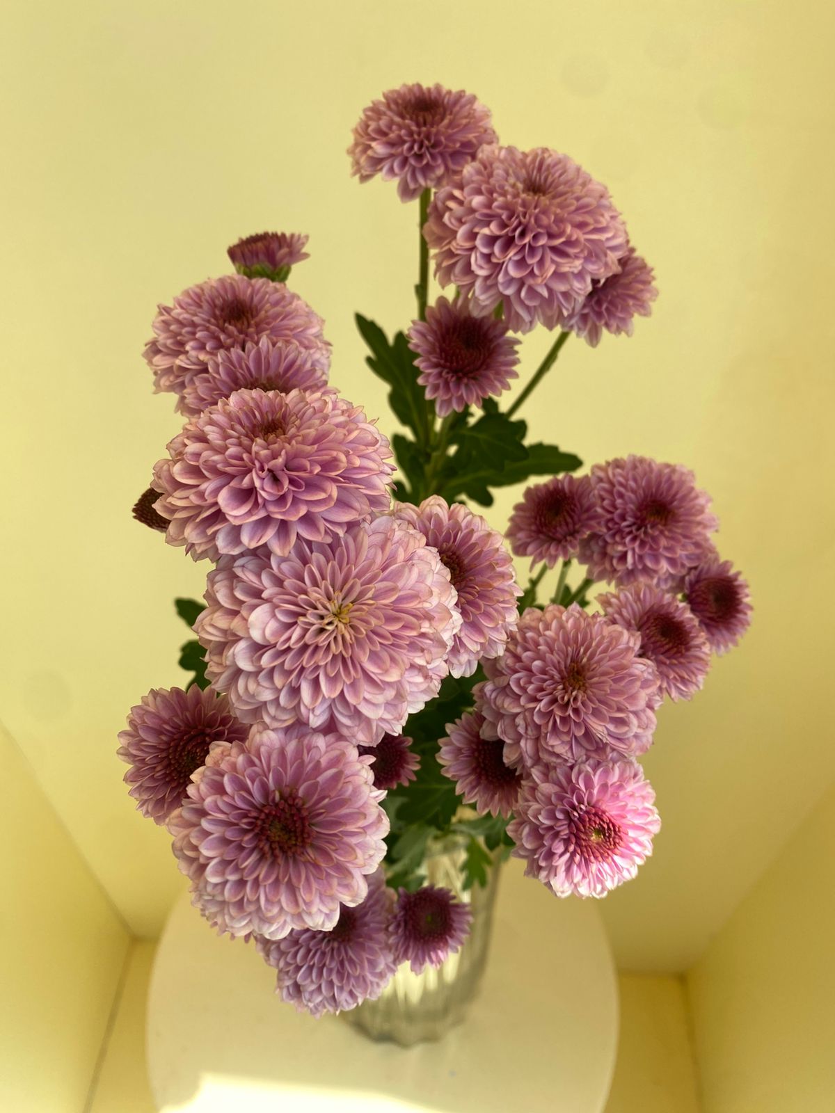 Chrysanthemum Santini Calimero