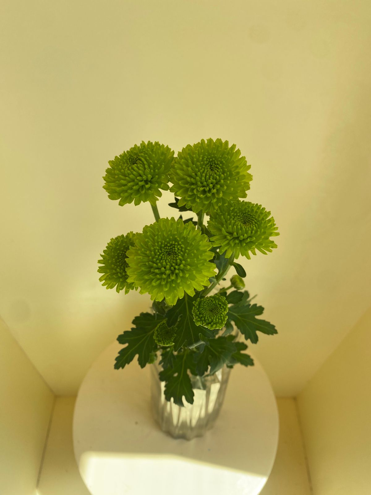 Chrysanthemum Santini Peptalk