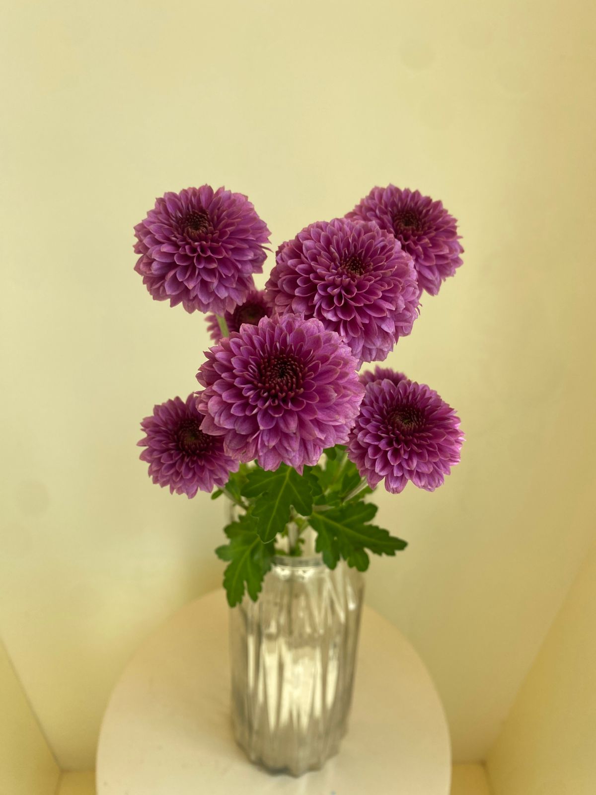 Chrysanthemum Santini Purpetta
