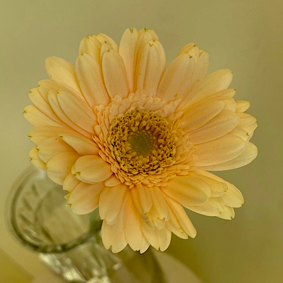Gerbera mini 'Judo'