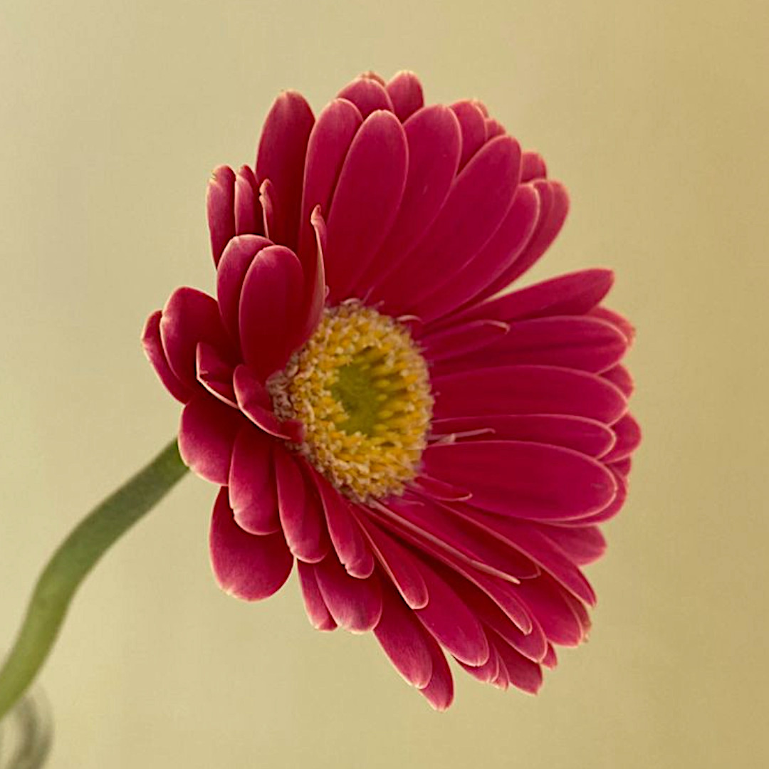 Gerbera Twiggy