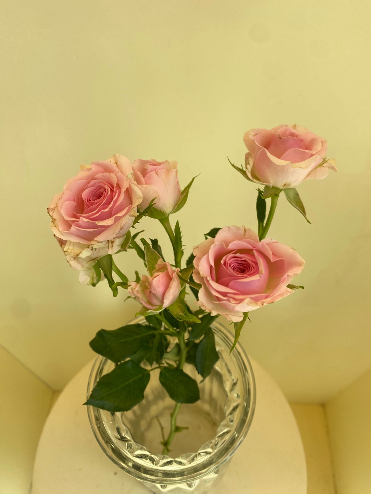 Rosa Spray Dinara