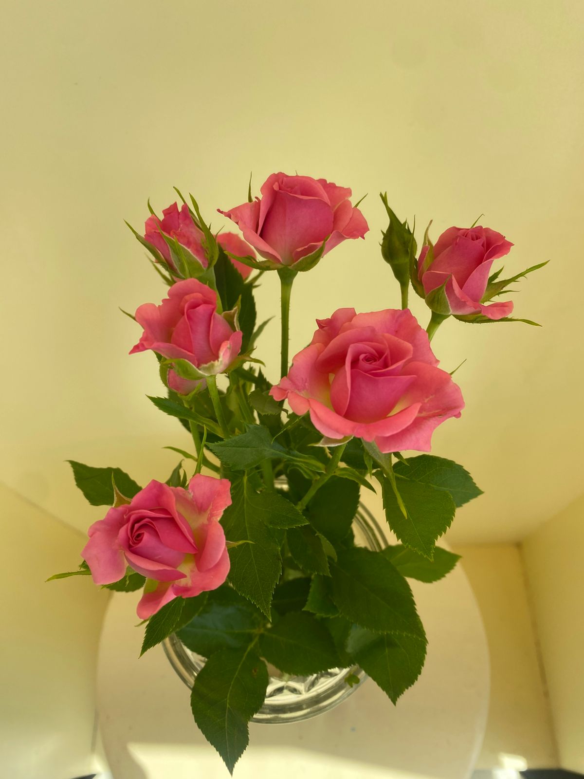 Rosa Spray Lianne