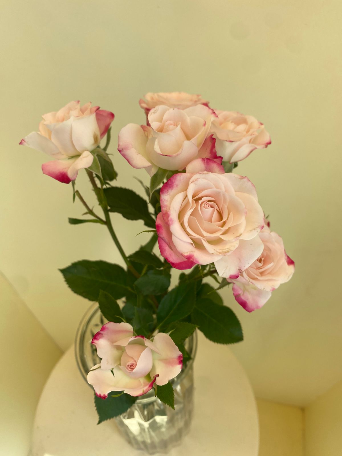 Rosa Spray Reflex