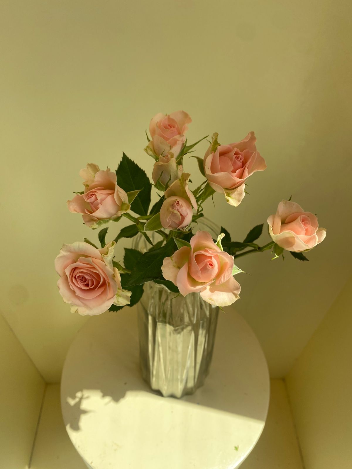 Rosa Spray Sweet Sarah
