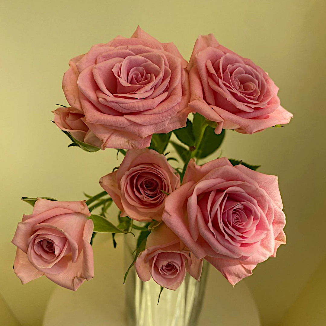 Rose Spray Odilia